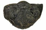 Bumpy, Enrolled Drotops Trilobite - Around #92496-1